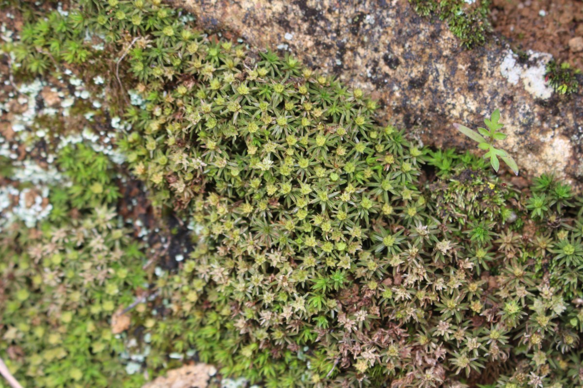 6 Bryophytes - I - Mosses